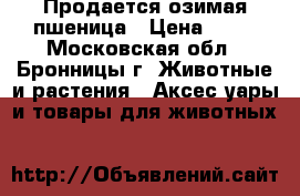 Продается озимая пшеница › Цена ­ 10 - Московская обл., Бронницы г. Животные и растения » Аксесcуары и товары для животных   